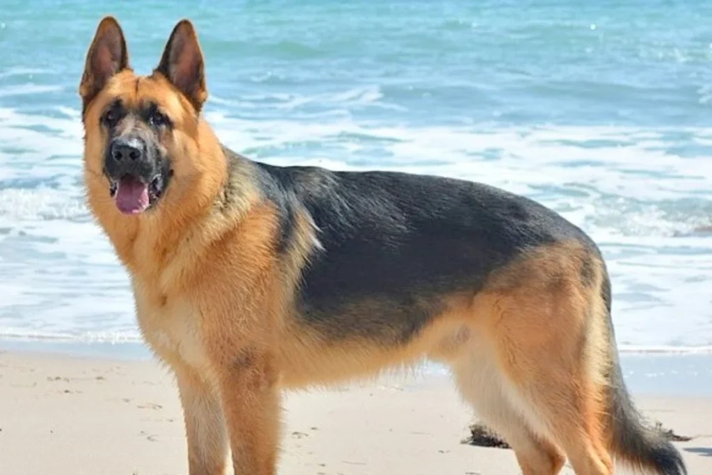 German Shepherd