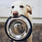 The Best Dog Foods: Ensuring Optimal Nutrition for Your Canine Companion