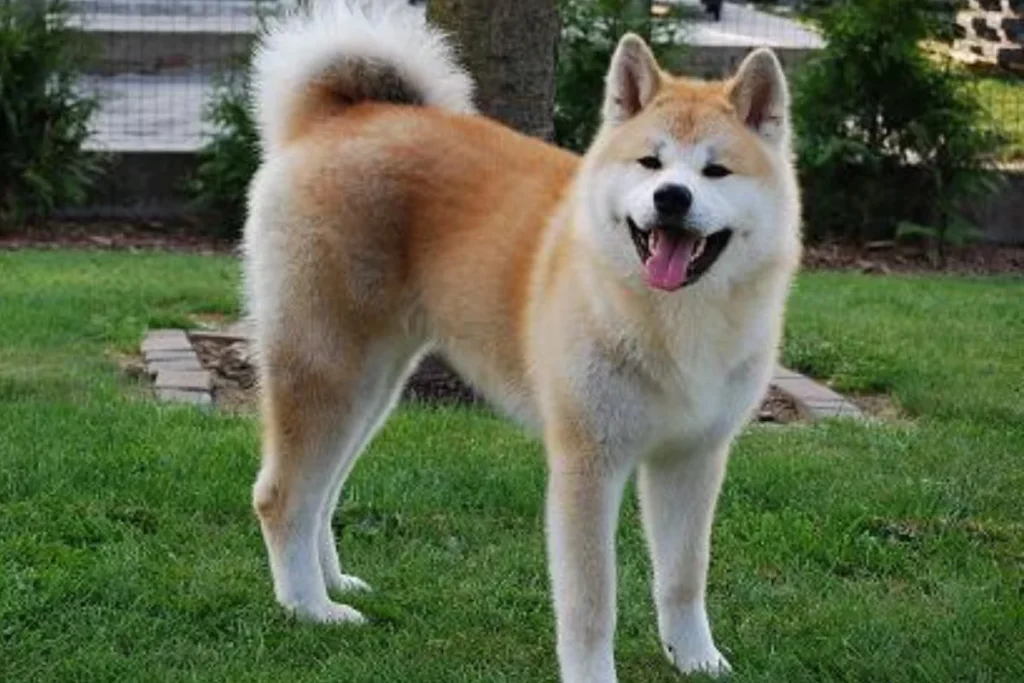 Akita