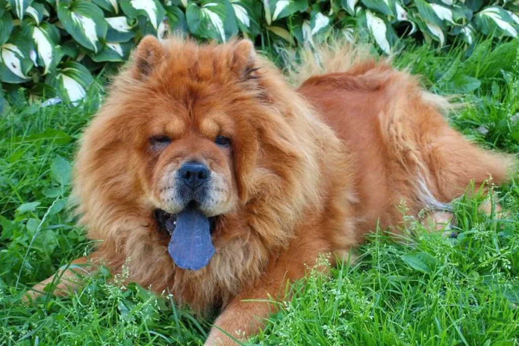 Chow Chow