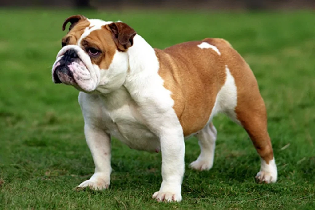 English Bulldog