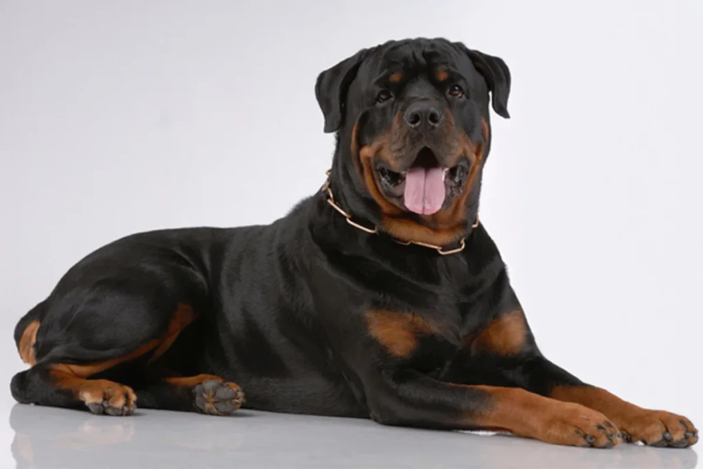 Rottweiler