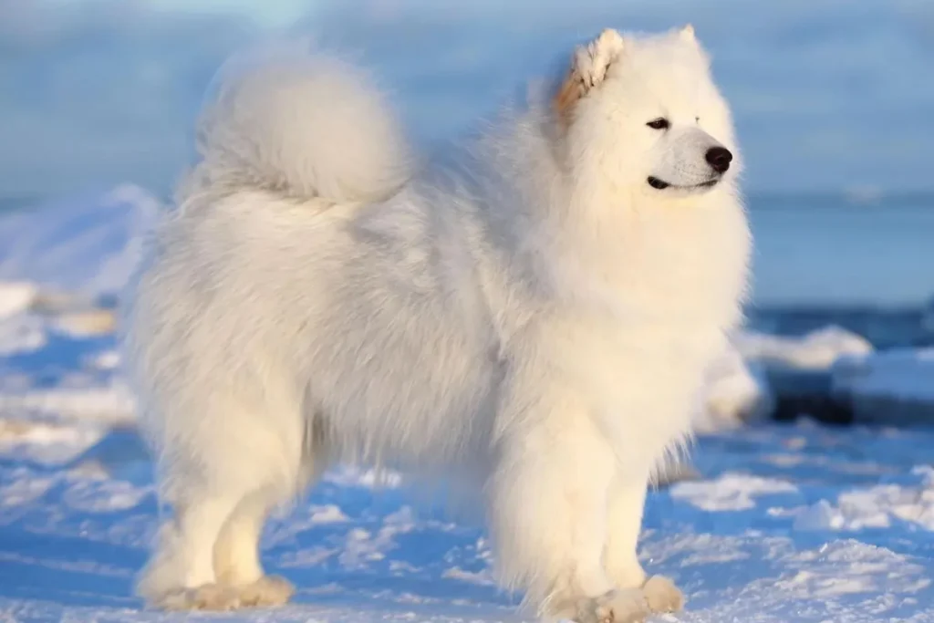 Samoyed