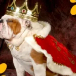 The 10 Most Expensive Dog Breeds in the World: Prepare to be Astonished by Their Price Tags!