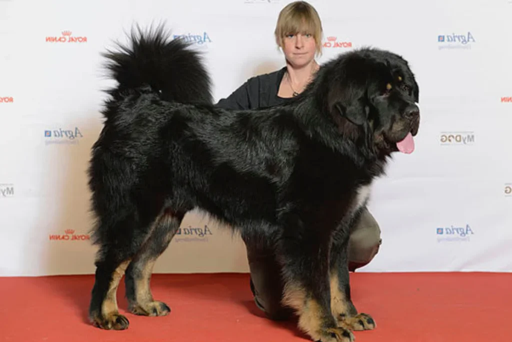 Tibetan Mastiff